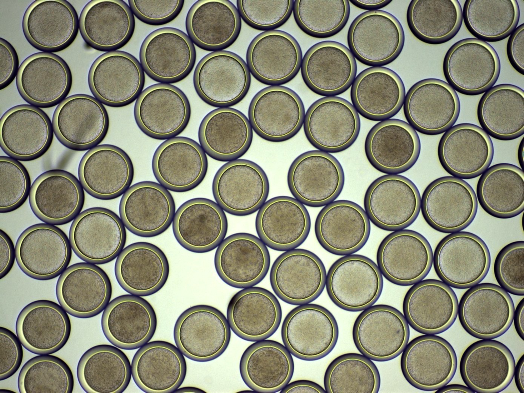 microscopic image of round nanoparticles