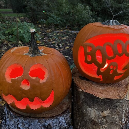 Pumpkins carved with a face and boo.