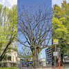 Three side-by-side shots of trees, two in spring and one in winter
