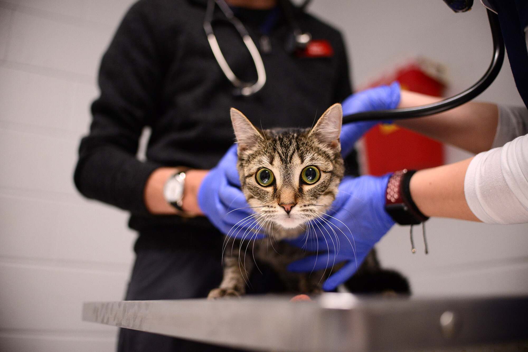 A cat on an exam table has its heartbeat checked by a member of Penn Vet.