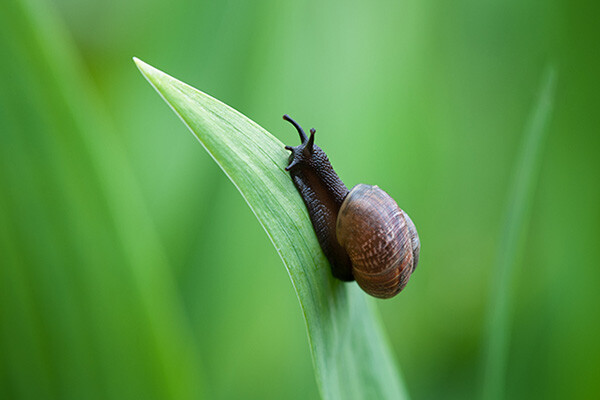 snail crawling up on single leaf