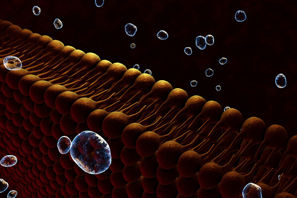 medical rendering of a cell membrane