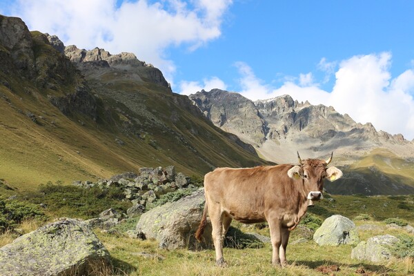 A brown cow standing in a mountain landscape in the Italian Alps. 