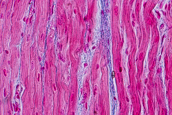 microscopic tissue