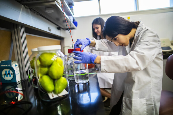 strella biotech team members working in the lab