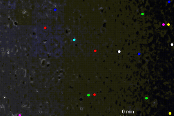 HL-60 cells treated with a Mac-1 blocking antibody migrate upstream on ICAM-1 at a shear rate of 800s-1
