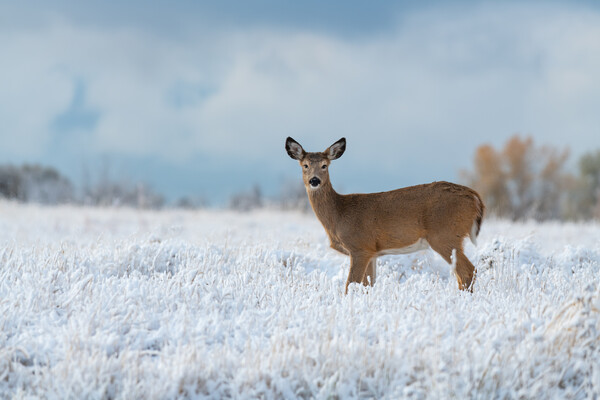 deer standing in snowy field