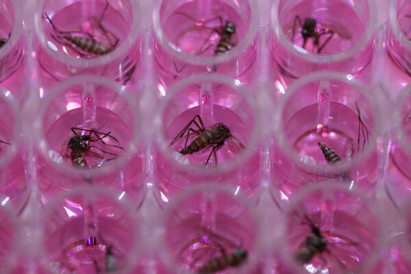 Mosquitoes float in pink liquid in laboratory test tubes