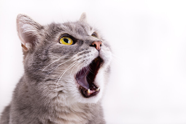 closeup of cat with mouth open wide