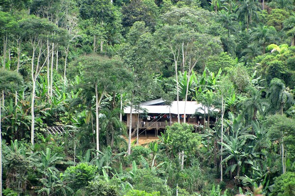 A building on stilts in the middle of a forest with banana trees