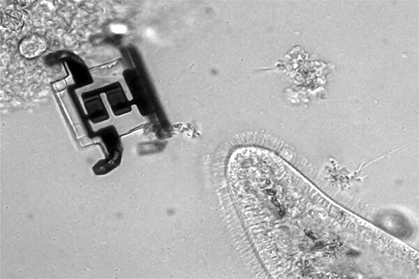 A microscopic robot next to a paramecium.