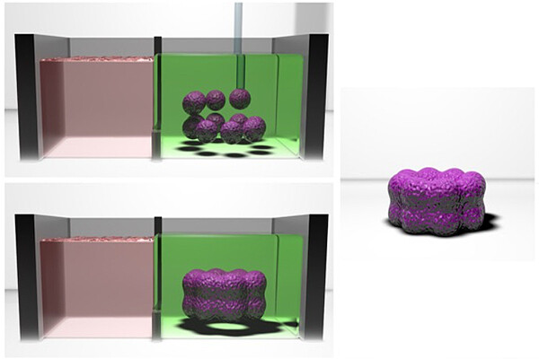 A rendering of tissue forming a hydrogel in three steps.