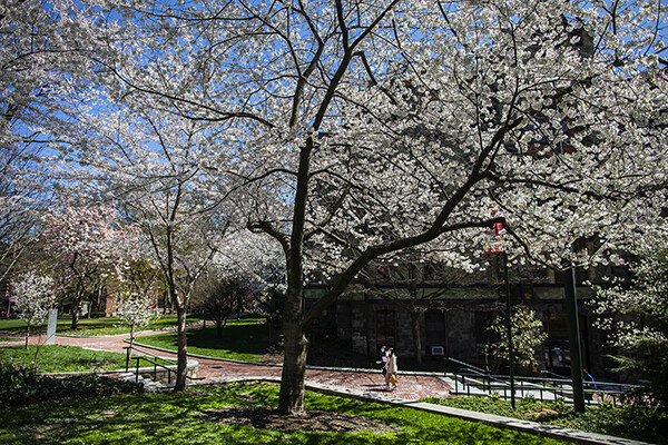 Two students walk beneath flowering cherry trees on a sunny spring day on College Green
